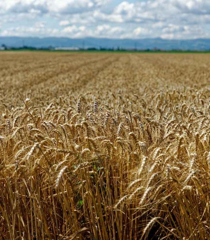 bread field countryside agriculture