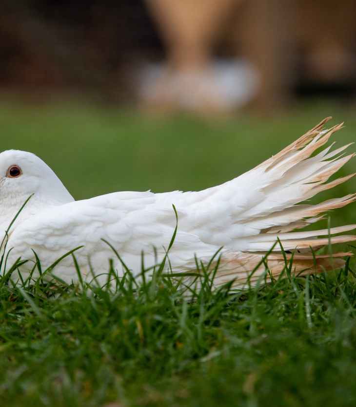 white duck on green grass