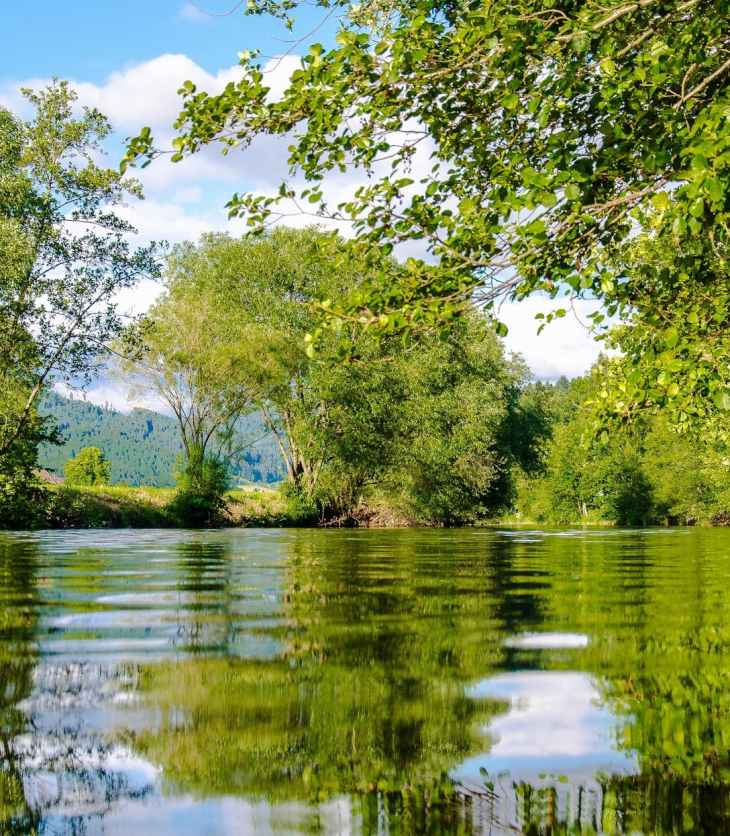 panoramic photo of bushes near pond