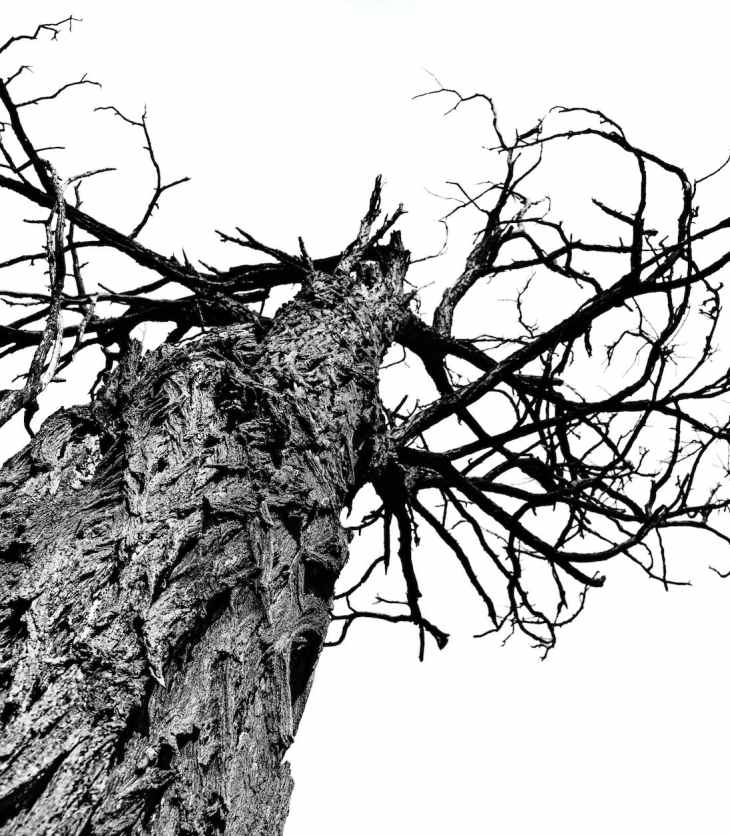 low angle view of lizard on tree against sky