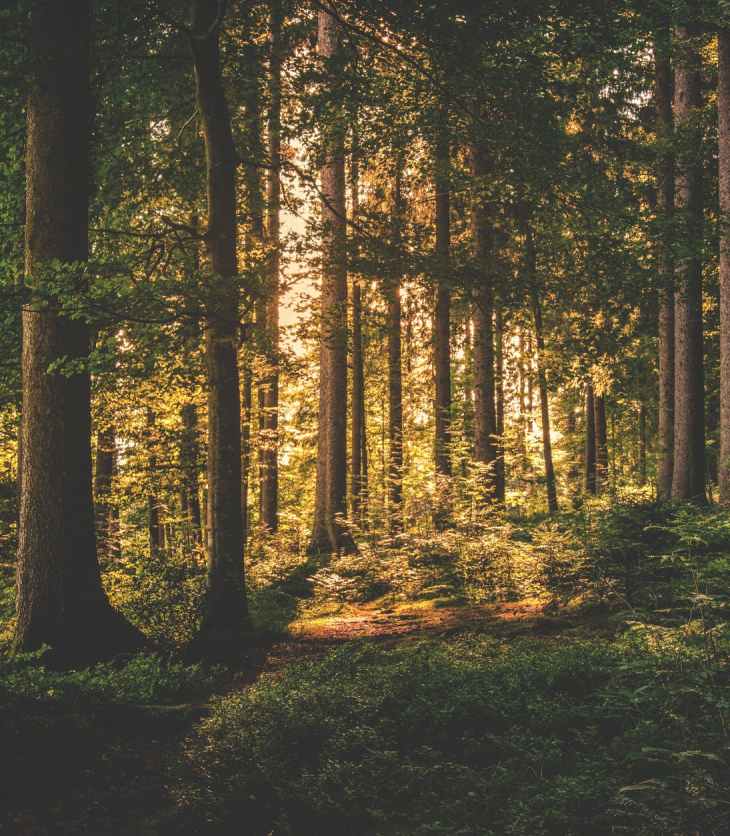 green leaf trees on forest