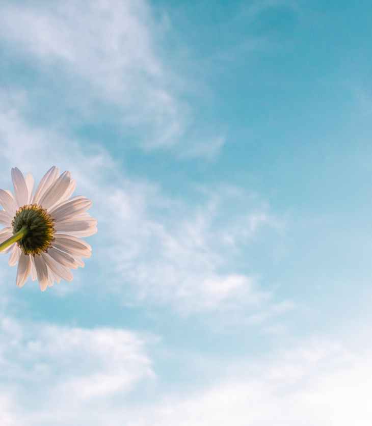 white daisy flower bloom