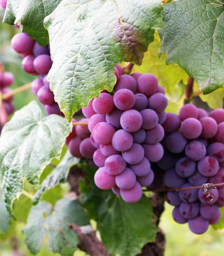 several bunch of grapes