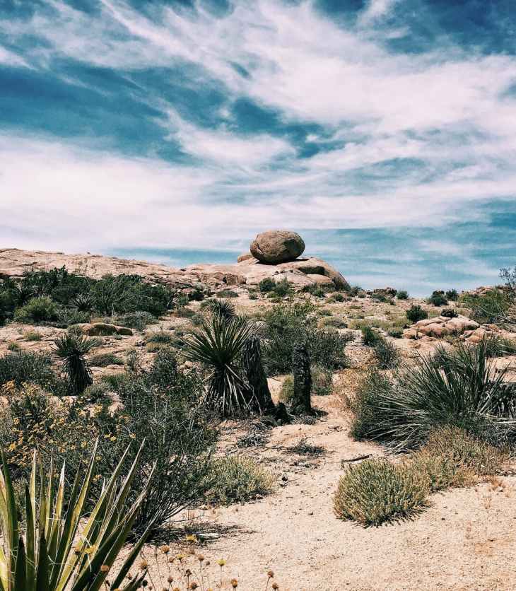 green leafed plants on white sand wallpaper