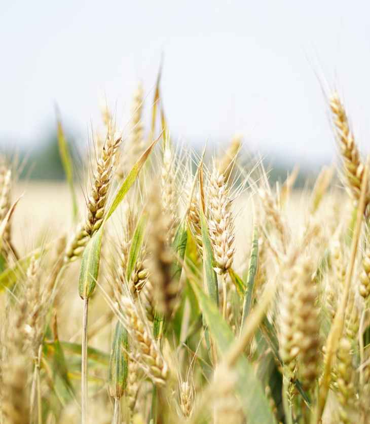 agriculture arable barley bread
