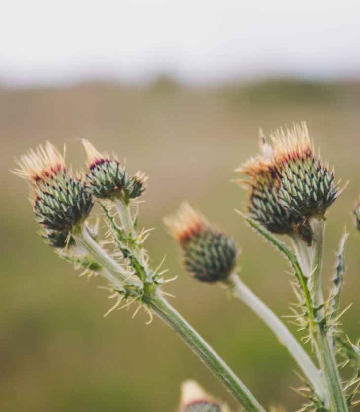 selective focus photo of green thistle buds at daytime