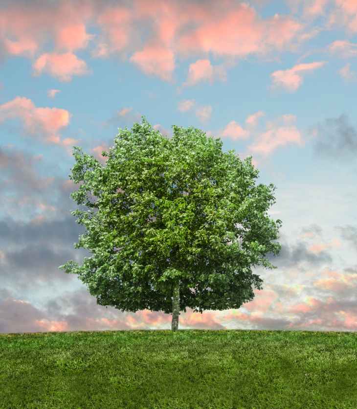 green tree during sunset