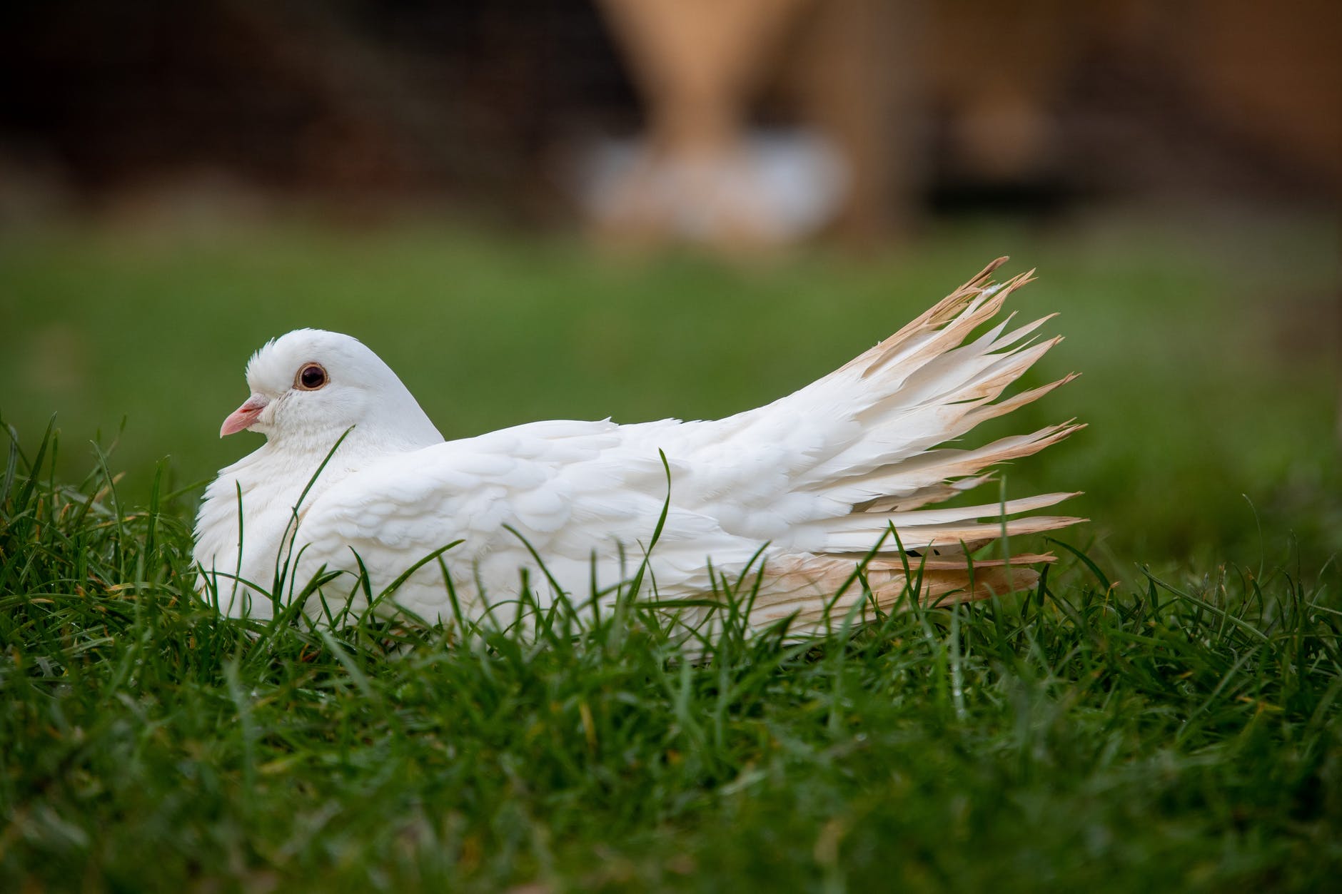 white duck on green grass