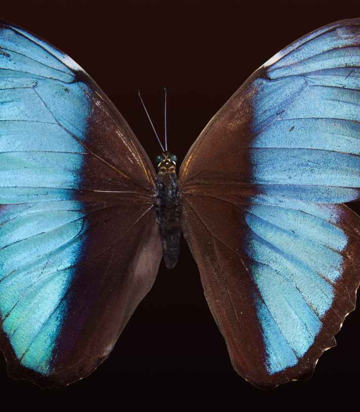 blue morpho butterfly