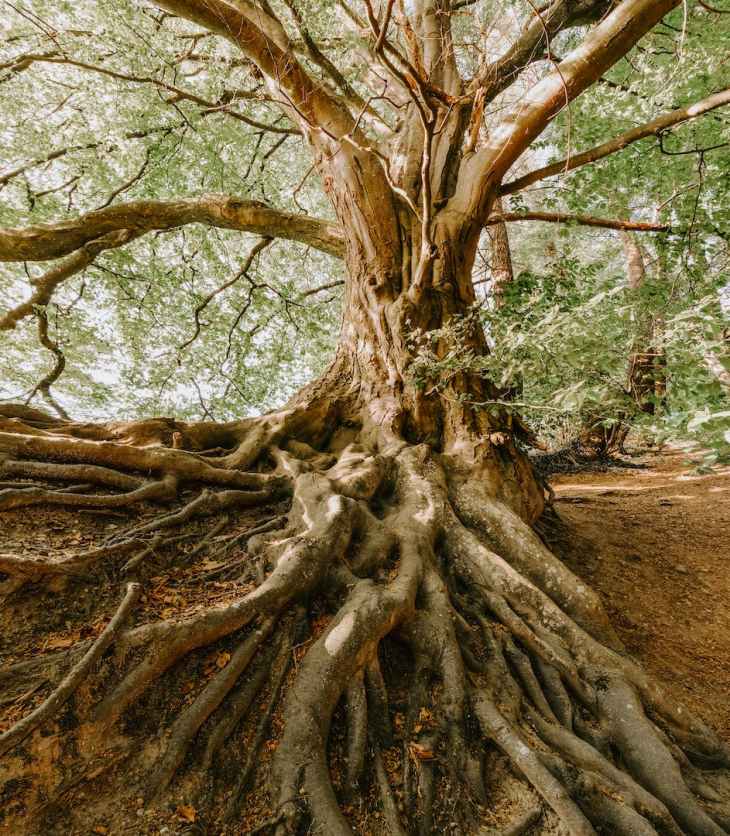 photo of old tree